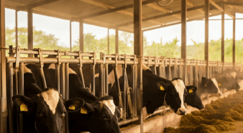 TEMPERATURE STRESS IN CATTLE